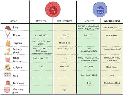 Transcriptional Regulation of Mouse Tissue-Resident Natural Killer Cell Development